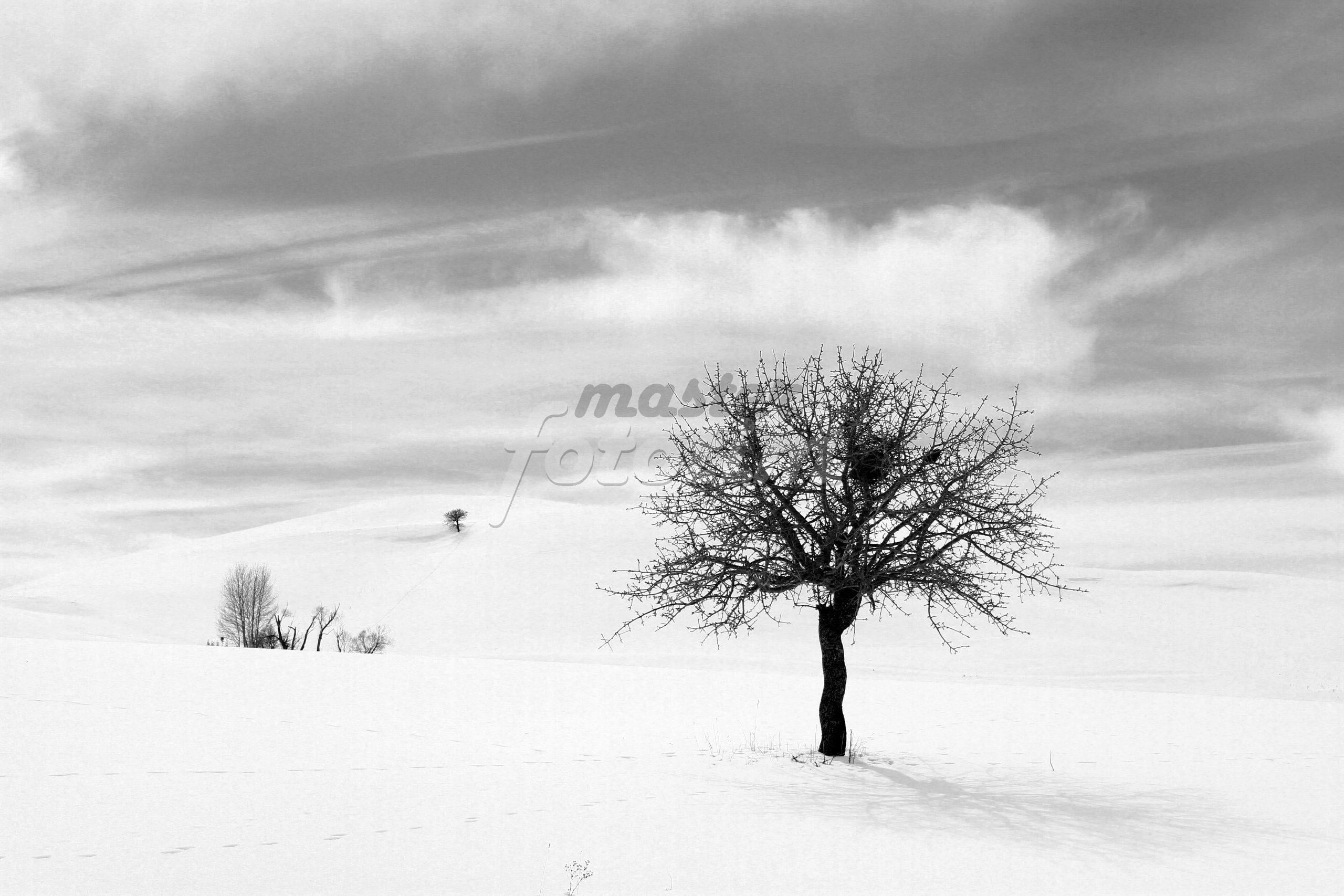 Şenol Erdener -Alone